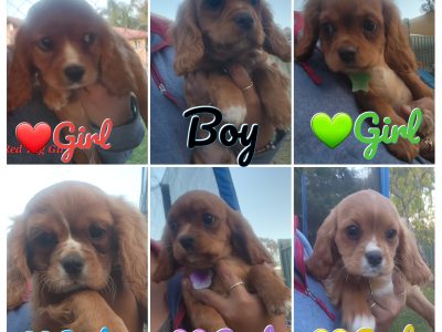 Cavalier King Charles