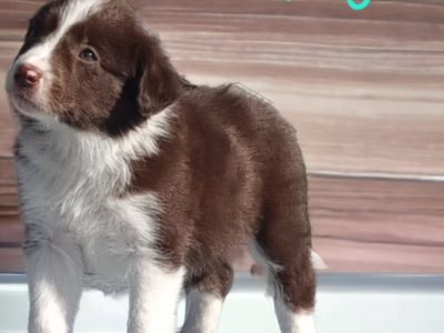 GORGEOUS BORDER COLLIE PUPPIES