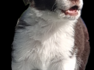 GORGEOUS BORDER COLLIE PUPPIES