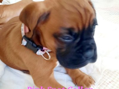 READY NOW!!! Boxer Puppies x 6 Red & White