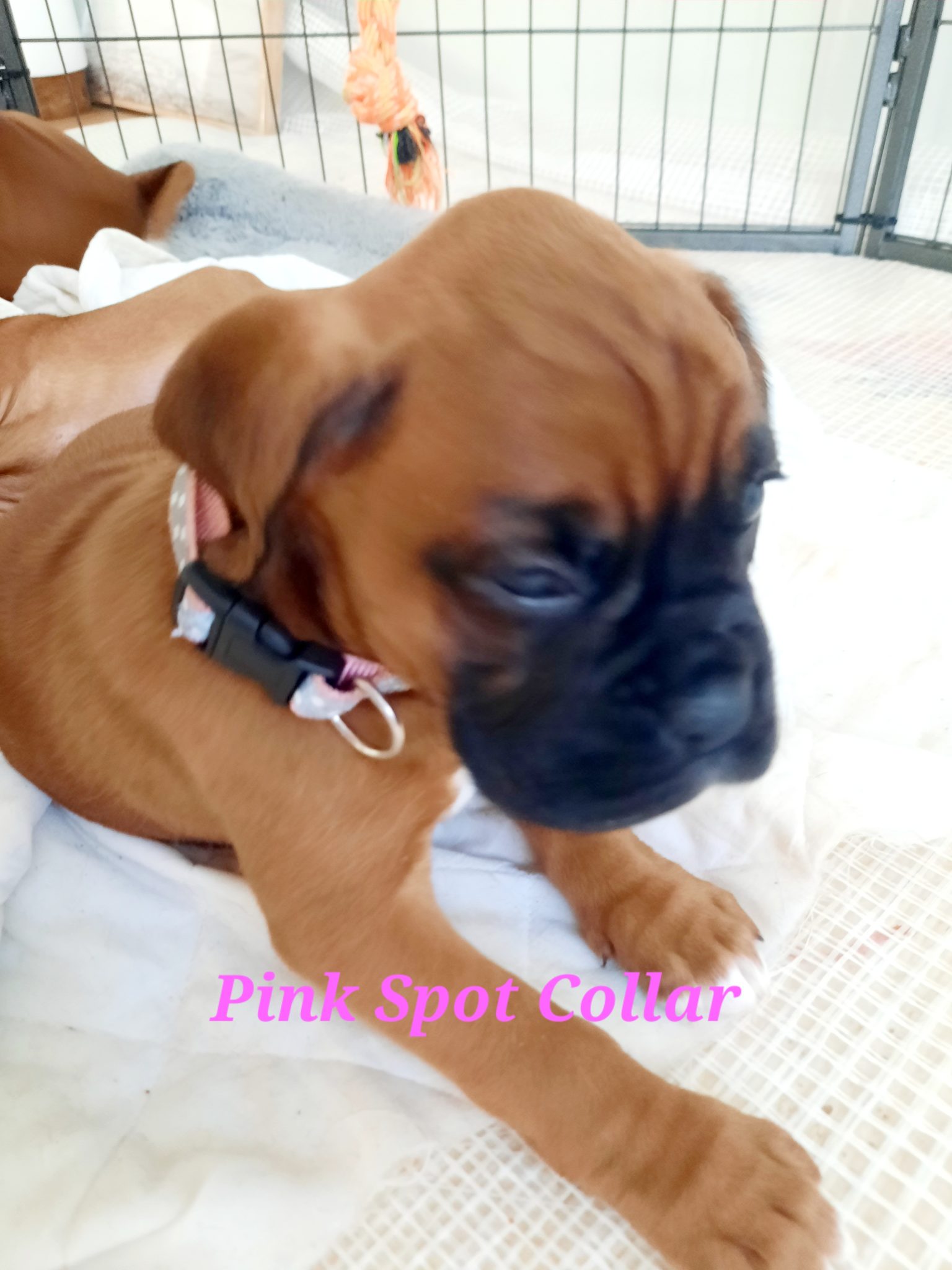 READY NOW!!! Boxer Puppies x 6 Red & White