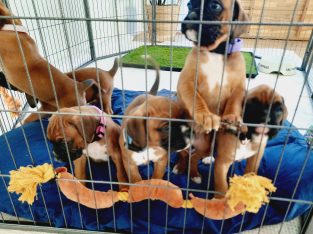 READY NOW!!! Boxer Puppies x 6 Red & White