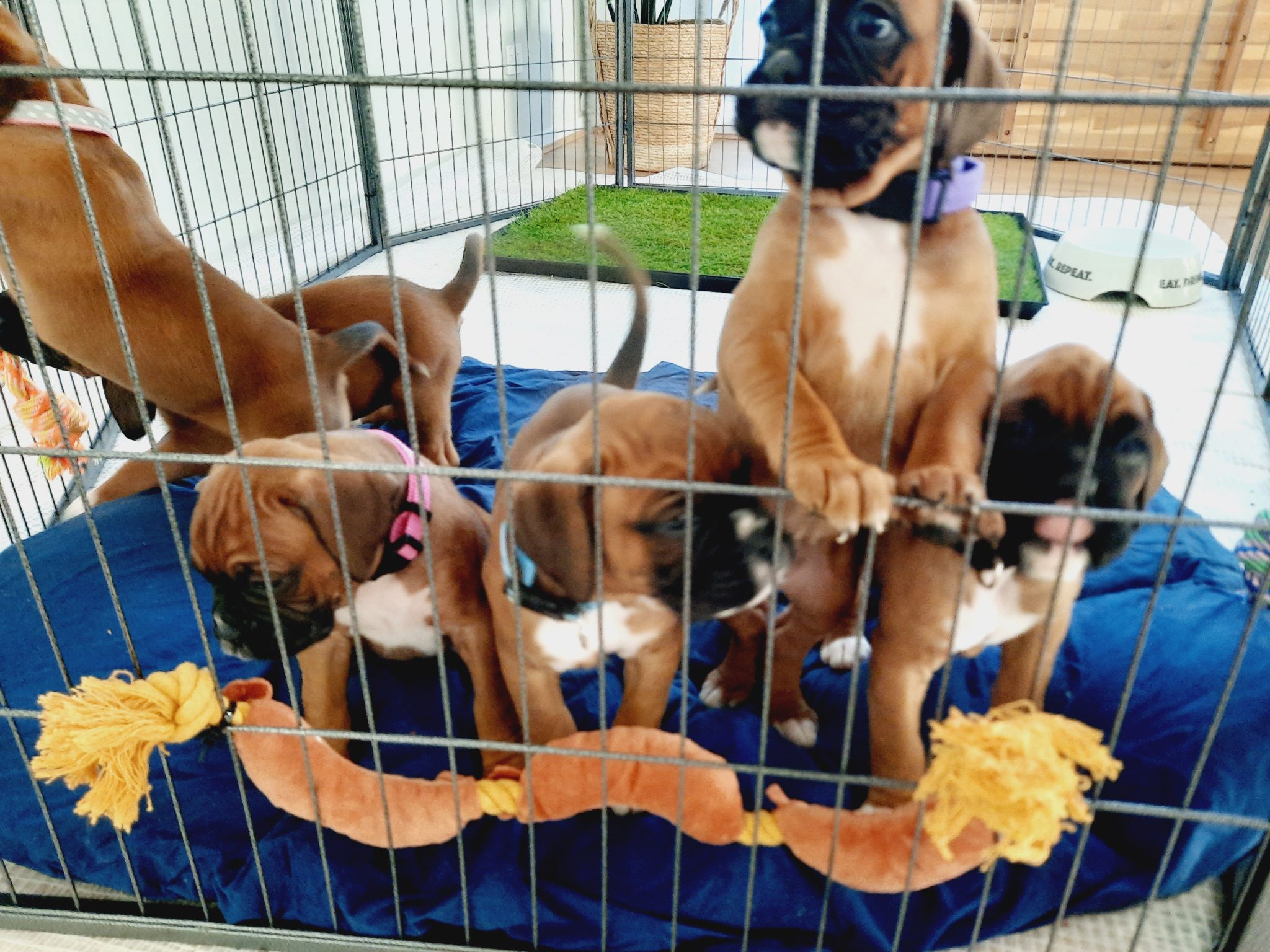 READY NOW!!! Boxer Puppies x 6 Red & White