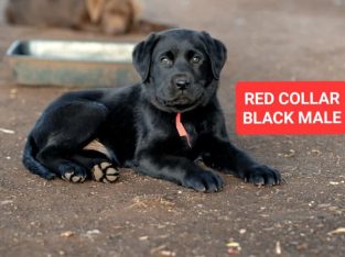 Labrador Retriever Pure Bred Pups for sale