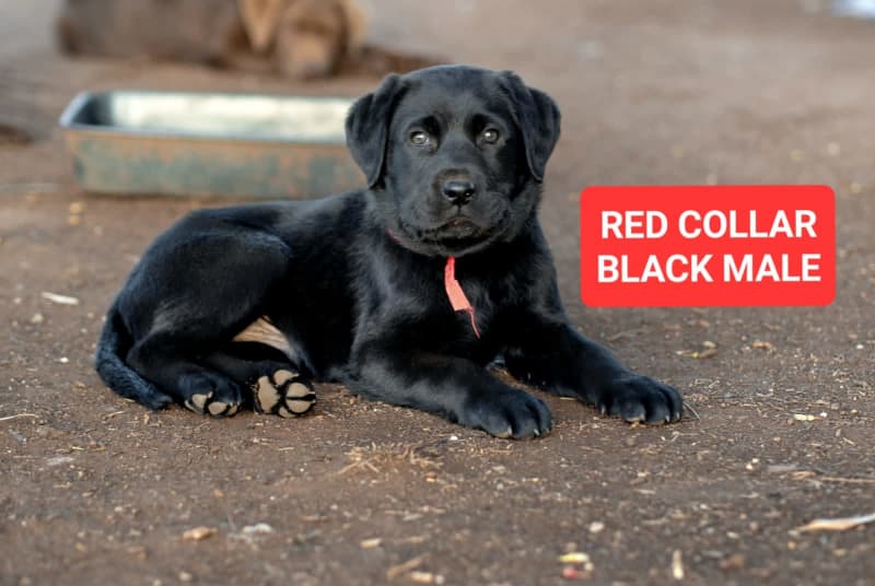 Labrador Retriever Pure Bred Pups for sale