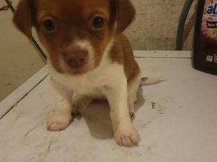 Jack Russell – Millicent