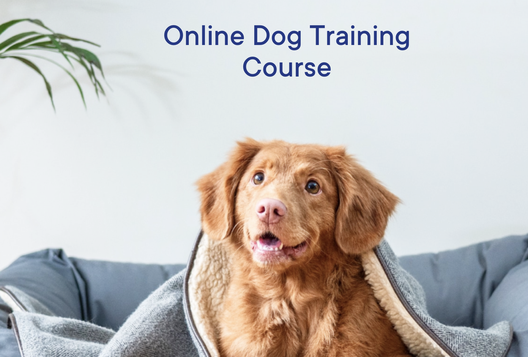 Australia's Best Puppy Training Program