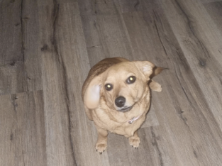 Dachshund (mini smooth haired/ pomeranian cross