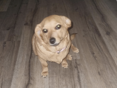 Dachshund (mini smooth haired/ pomeranian cross