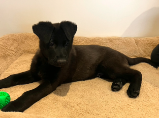 Sable, black & white German Shepard Puppies