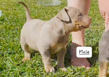 Pure American Bully XL Only 1x M& 1x F