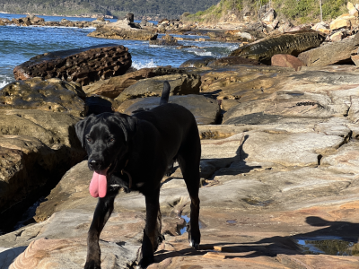 Lovely black Labrador seeking a Loving home!