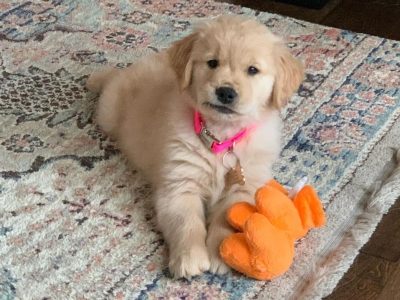 Healthy Dazzling Golden Retriever Puppy