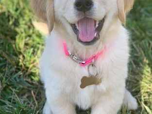 Healthy Dazzling Golden Retriever Puppy