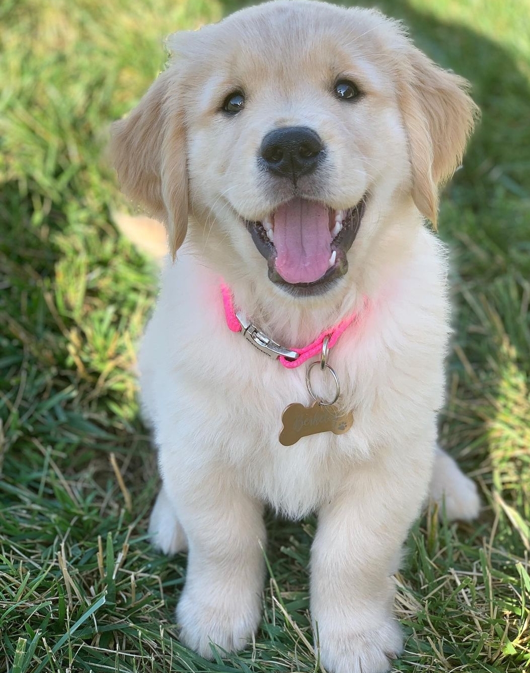 Golden Retriever Churchill VIC PetsForHomes Golden Retriever Churchill VIC PetsForHomes