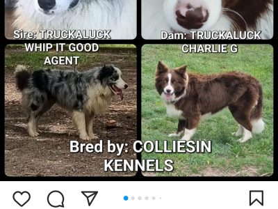 Purebred border collie puppies