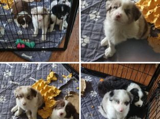 Purebred border collie puppies