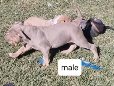 Pure American Bully XL Only 1x M& 1x F