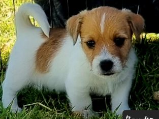 Purebred Rough coat Jack Russell puppies