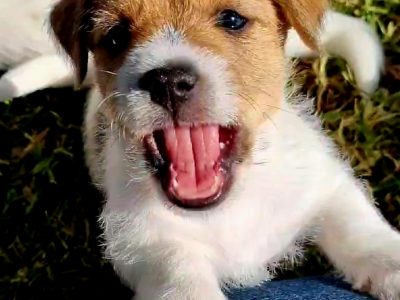 Purebred Rough coat Jack Russell puppies