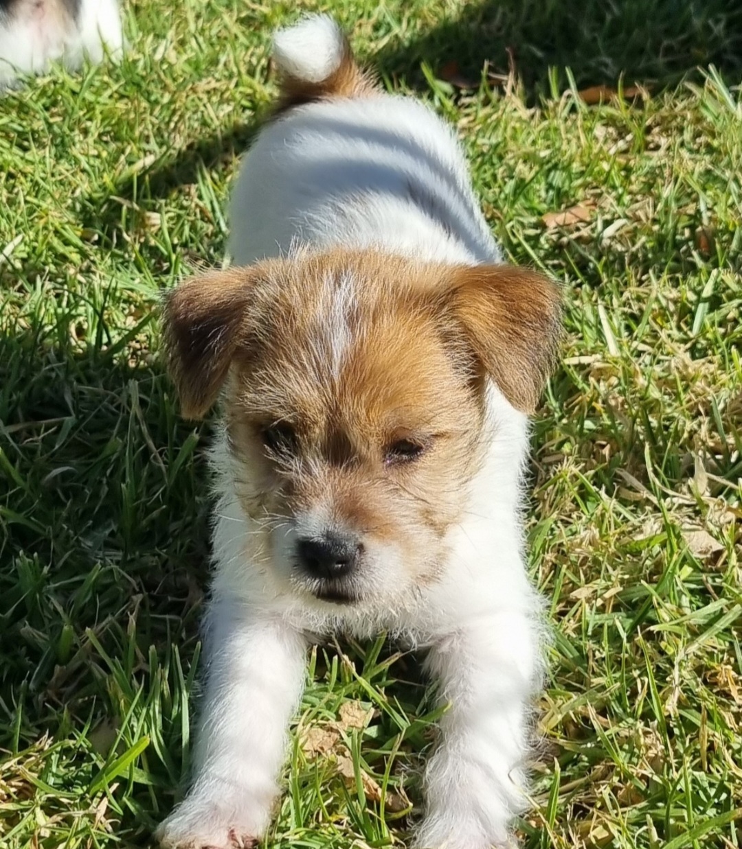 Purebred Rough Coat Jack Russell Puppies - PetsForHomes