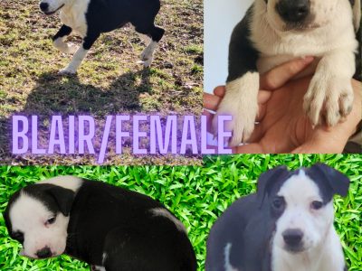 Pure-bred Staffordshire terrier