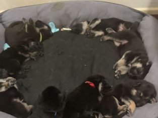 9 German Shepherd Puppies