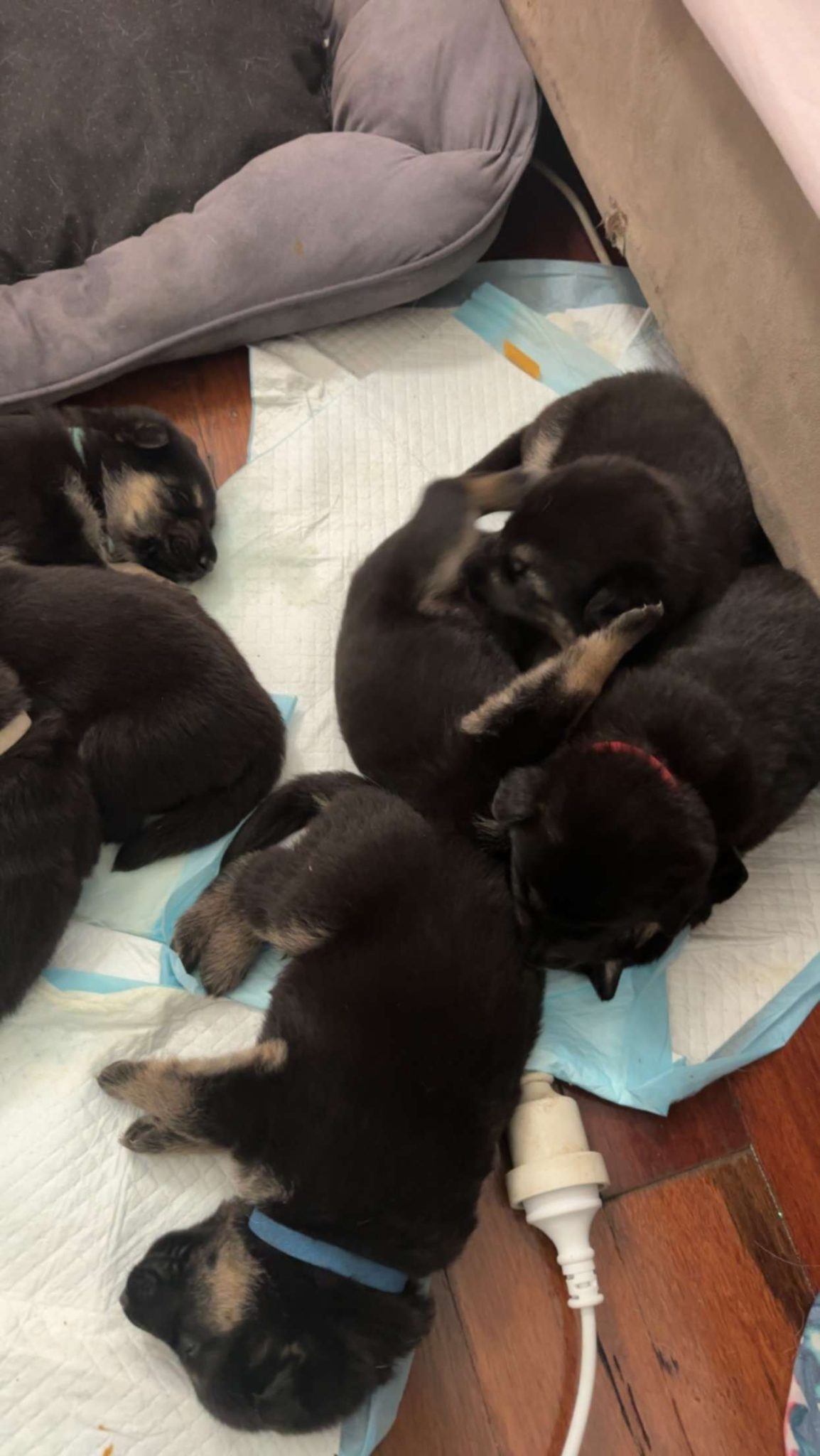 9 German Shepherd Puppies