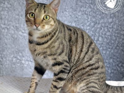 Tomtat is a Parkour-Puss!