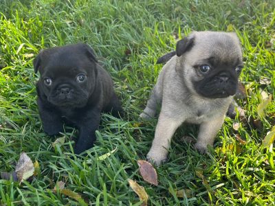 Purebred Pug Puppies (2 left)