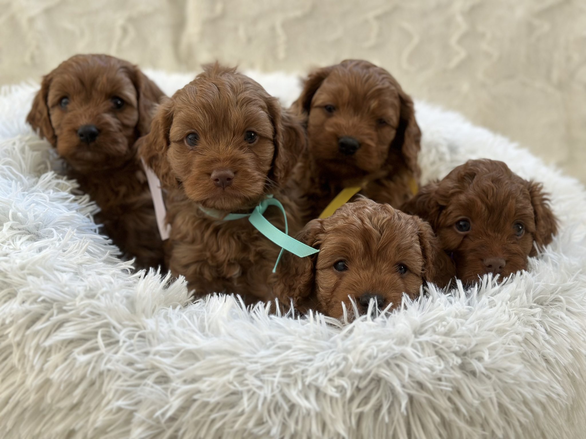 Toy Cavoodle