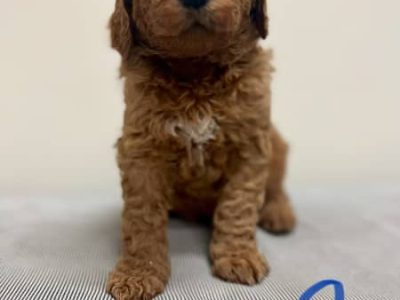 Rare beautiful red standard Groodle F1b puppies