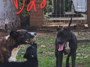 Pure-bred Staffordshire terrier