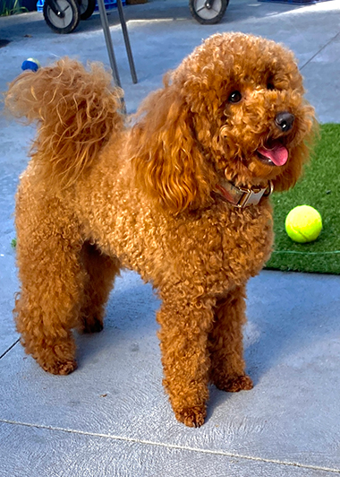 F1 Toy Cavoodles (Ruby)