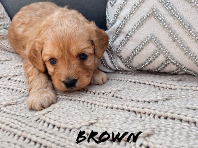 Adorable Cavoodle Puppies – DNA tested parents