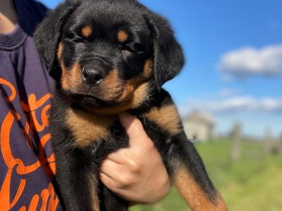 Rottweiler puppies for sale