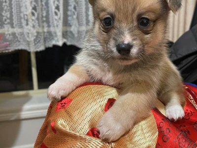 Cute purebred welsh corgi