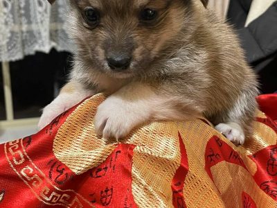 Cute purebred welsh corgi