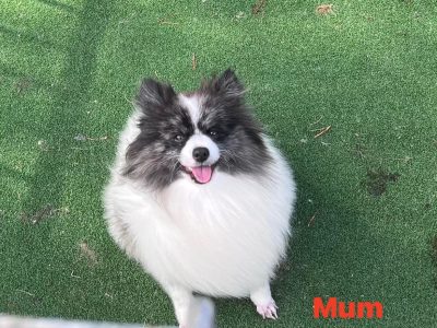 4 beautiful male Pomeranian puppies