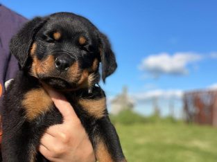Rottweiler puppies for sale