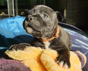 Staffordshire bull terrier