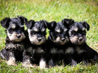 ANKC Pedigree Registered Miniature Schnauzer Pups Black and Silver