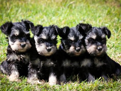 ANKC Pedigree Registered Miniature Schnauzer Pups Black and Silver