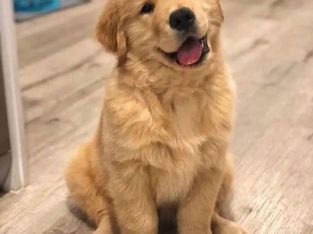 Golden Retriever For Sale