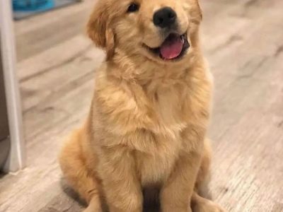 Golden Retriever For Sale