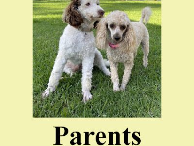 Poodle Mini – Bargo