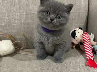 Purebred British Short Hair Kittens (Blue/Lilac)