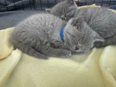 Purebred British Short Hair Kittens (Blue/Lilac)