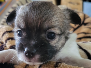 Chihuahua pups looking for their forever homes