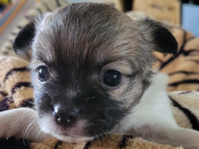 Chihuahua pups looking for their forever homes